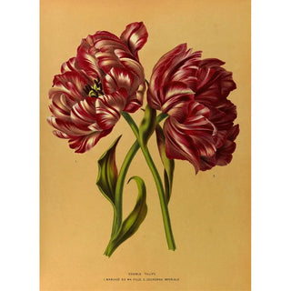 Arentina Hendrica Arendsen - Double Tulips 1Mariage De Ma Fl Lle 2Couronne Imperiale.webp