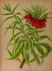 Fritillaria imperialis Feuilles dorées panachées - Arentina Hendrica Arendsen — weergave van het kunstwerk