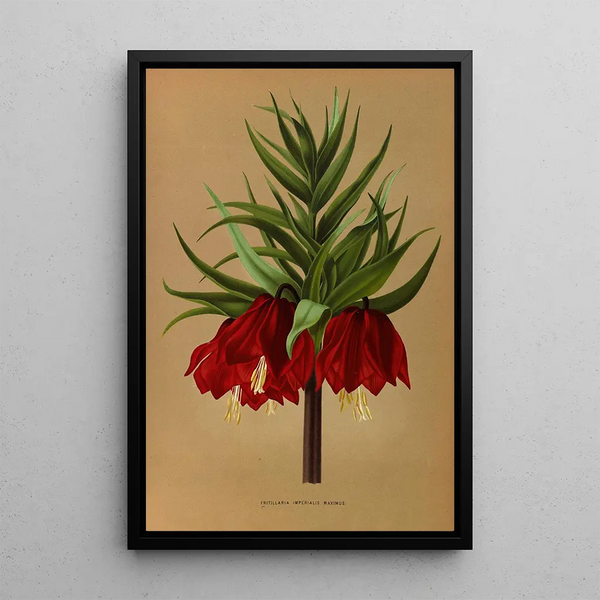 Reproductie van het schilderij Fritillaria Imperialis Maximus - Arentina Hendrica Arendsen