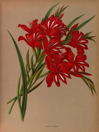 Arentina Hendrica Arendsen - Gladiolus Cardinalis.webp