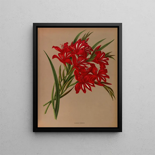 Arentina Hendrica Arendsen - Gladiolus Cardinalis.webp