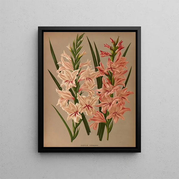 Arentina Hendrica Arendsen - Gladiolus Floribundus.webp