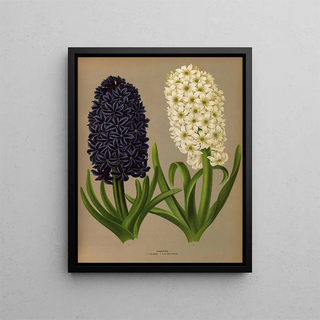 Arentina Hendrica Arendsen - Hyacinths 11.webp