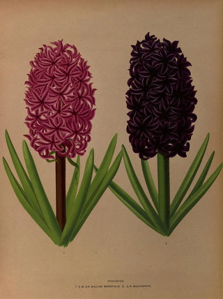 Arentina Hendrica Arendsen - Hyacinths 12.webp