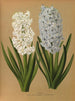 Hyacinths: La Tour d’Auvergne and Grand Lilas – Arentina Hendrica Arendsen — view of the botanical plate