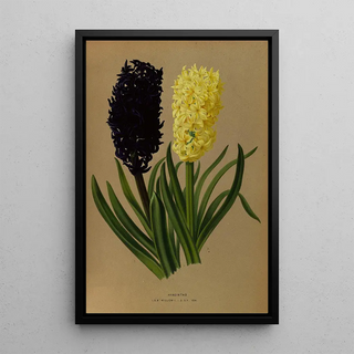 Arentina Hendrica Arendsen - Hyacinths 2.webp