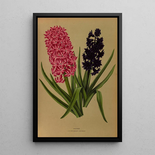 Arentina Hendrica Arendsen - Hyacinths 3.webp