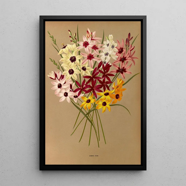Reproductie van het schilderij Ixias Hybrides - Arentina Hendrica Arendsen