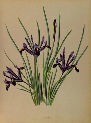 Arentina Hendrica Arendsen - Iris Reticulata.webp
