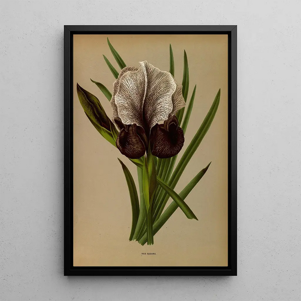 Reproductie van het schilderij Iris Susiana - Arentina Hendrica Arendsen