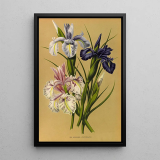 Arentina Hendrica Arendsen - Iris Xiphioides Iris Anglica.webp