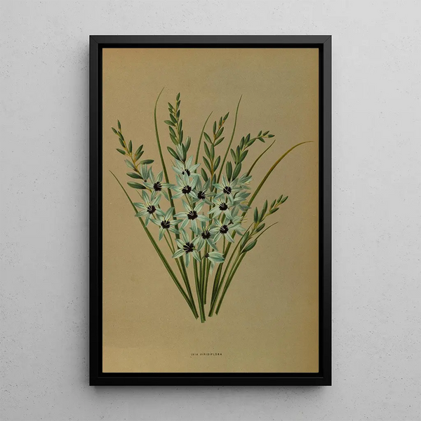 Reproductie van het schilderij Ixia Viridiflora - Arentina Hendrica Arendsen