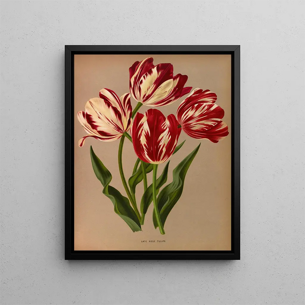 Tulpen rozen late bloei - Arentina Hendrica Arendsen — ingelijst kunstwerk aan de muur