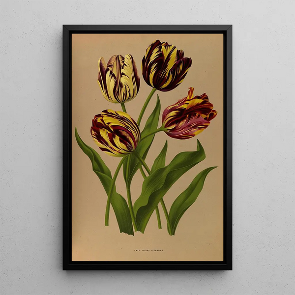 Reproductie van het schilderij Tardieve tulpen bizarre - Arentina Hendrica Arendsen