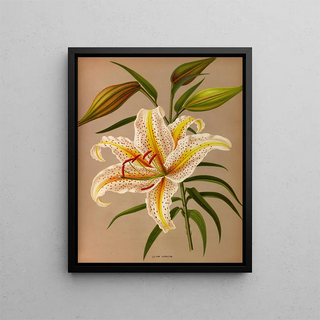 Arentina Hendrica Arendsen - Lilium Auratum.webp