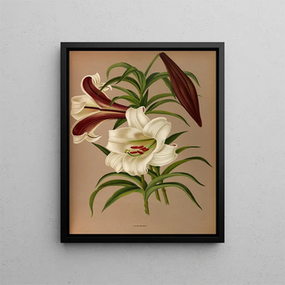 Arentina Hendrica Arendsen - Lilium Brownii.webp