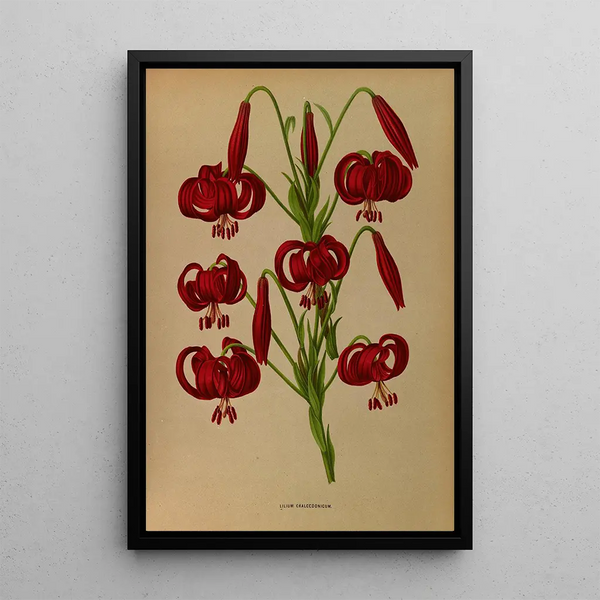 Reproductie van het schilderij Lys chalcedonique - Arentina Hendrica Arendsen