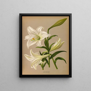 Arentina Hendrica Arendsen - Lilium Longiflurum.webp