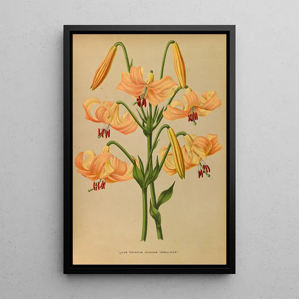 Lys testaceum - Arentina Hendrica Arendsen — ingelijst kunstwerk aan de muur