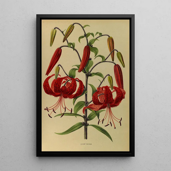 Lys tigrinum - Arentina Hendrica Arendsen — ingelijst kunstwerk aan de muur