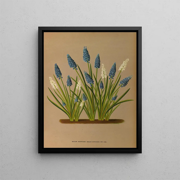 Muscari botryoides Muscari botryoides Var Alba - Arentina Hendrica Arendsen — ingelijst kunstwerk aan de muur