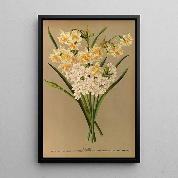 Reproductie van het schilderij Narcissus 2 - Arentina Hendrica Arendsen