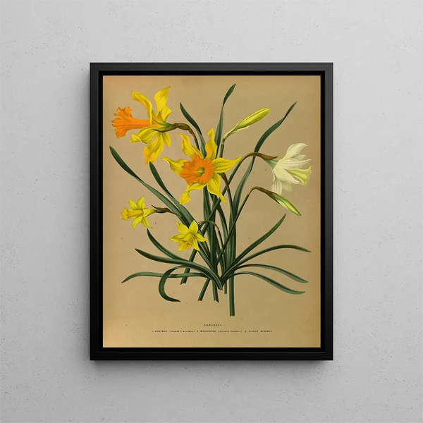 Narcissus 3 - Arentina Hendrica Arendsen — ingelijst kunstwerk aan de muur