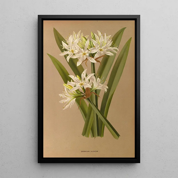 Reproductie van het schilderij Pancratium illyricum - Arentina Hendrica Arendsen