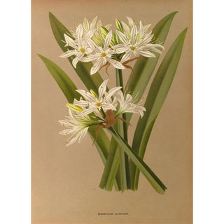 Arentina Hendrica Arendsen - Pancratium Illyricum.webp