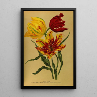 Arentina Hendrica Arendsen - Parrot Tulips.webp