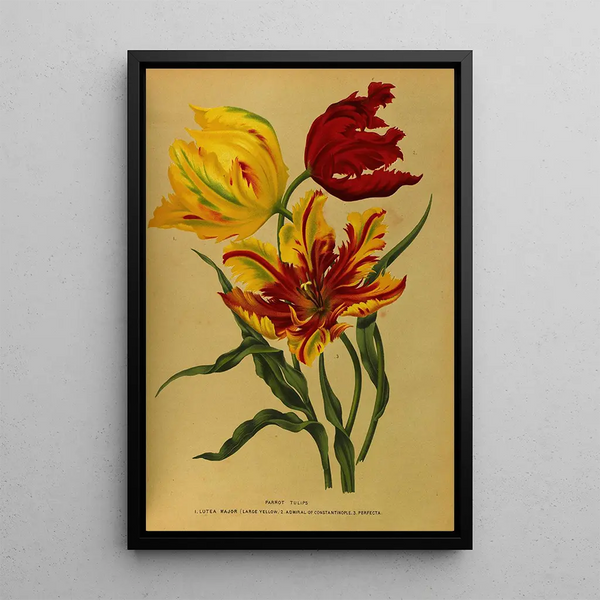 Reproductie van het schilderij Tulpen papegaai - Arentina Hendrica Arendsen