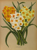 Narcisse Polyanthus - Arentina Hendrica Arendsen — weergave van het kunstwerk