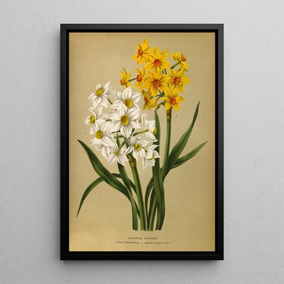 Arentina Hendrica Arendsen - Polyanthus Narcissus 1Grand Monarque 2 Grand Soleil Dor.webp