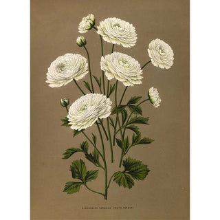 Arentina Hendrica Arendsen - Ranunculus Hercules White Turban.webp