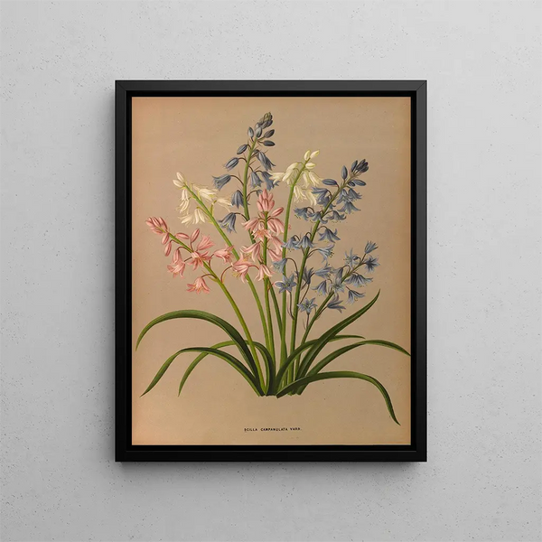 Scilla campanulata varr - Arentina Hendrica Arendsen — ingelijst kunstwerk aan de muur