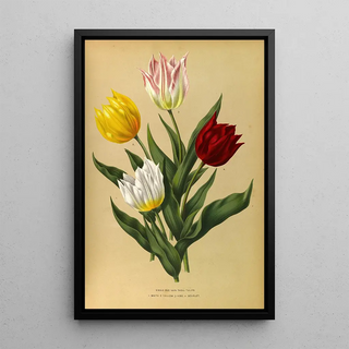 Arentina Hendrica Arendsen - Single Duc Van Tholl Tuliips.webp