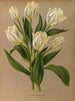 Tulip early simple The Milkmaid - Arentina Hendrica Arendsen — artwork view