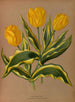 Tulip early simple Prince yellow with variegated foliage - Arentina Hendrica Arendsen — artwork view