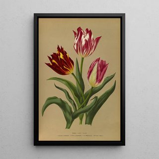 Arentina Hendrica Arendsen - Single Early Tulips 3.webp
