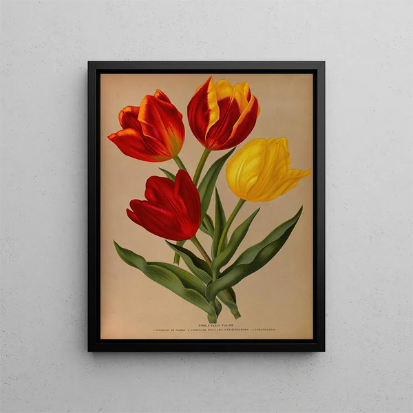Tulpen vroege eenvoudige 4 - Arentina Hendrica Arendsen — ingelijst kunstwerk aan de muur