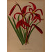 Reproduction of the painting Sprekelia formosissima Amaryllis formosissima - Arentina Hendrica Arendsen