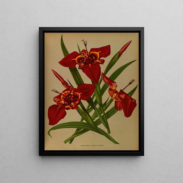 Tigridia pavonia Ferraria tigridia - Arentina Hendrica Arendsen — ingelijst kunstwerk aan de muur