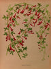 Tropaeolum pentaphyllum - Arentina Hendrica Arendsen — weergave van het kunstwerk