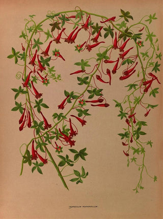 Arentina Hendrica Arendsen - Tropaeolum Pentaphyllum.webp