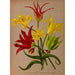 Tulipa - Arentina Hendrica Arendsen — weergave van het kunstwerk