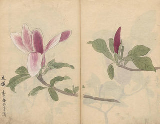 Ariyoshi Kondo - Sketchbook Pl007.webp