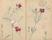schetsboek Pl059 - Ariyoshi Kondo — weergave van het kunstwerk
