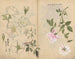 schetsboek Pl107 - Ariyoshi Kondo — weergave van het kunstwerk