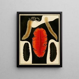 Arnold Lang - Die polycladen des golfes von Neapel und der angrenzenden meeresabschnitte pl5.webp