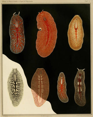 Arnold Lang - Die polycladen des golfes von Neapel und der angrenzenden meeresabschnitte pl8.webp